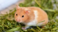 Câte hamster sirian trăiesc acasă și în natură